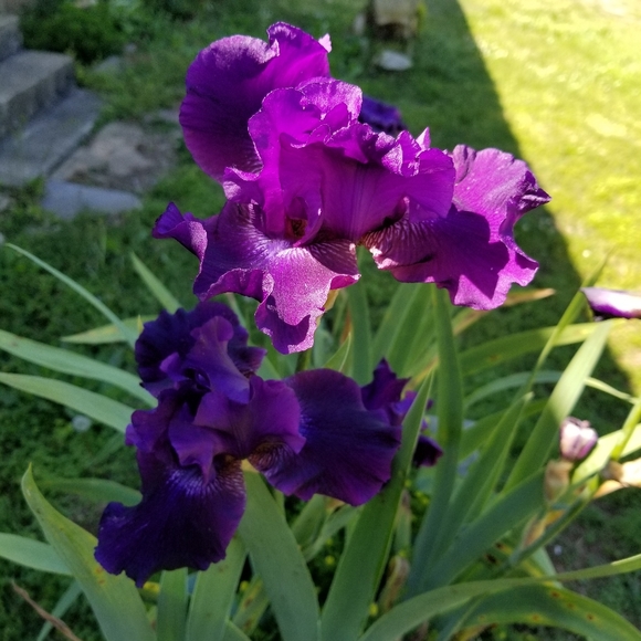 Giant Hello From Georgia! :) - Picture 8 of 10